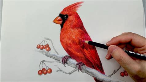 how to draw red birds.